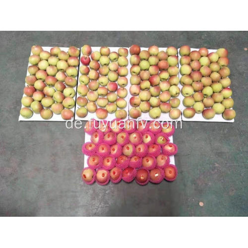 Shannxi Red Gala Äpfel